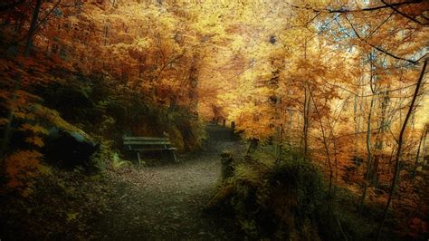 Природа осень осенние красивые парк леса деревья листья обои для