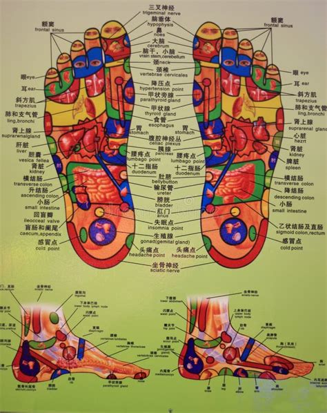 Traditional Chinese Acupuncture Chart Editorial Photo Image Of