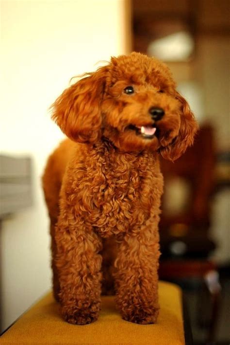 Red Toy Poodle Full Grown Photo Happy Dog Heaven Toy Poodle Adult