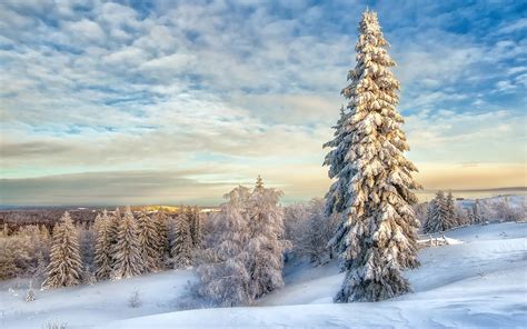 1200x350 Winter Landscape With Snow Covered Trees 1200x350 Resolution