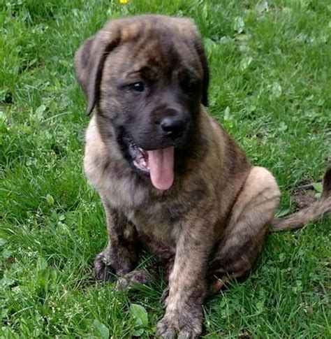 Pennsylvania, ohio, new jersey, delaware, maryland, west virginia, virginia, parts of north carolina, and parts of new york. Mastiff Puppy for Sale - Adoption, Rescue for Sale in ...