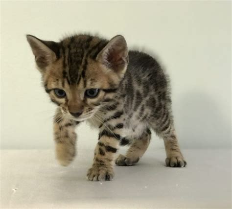 Animalbengal Kittens Bengal Kittens Adore Cats Bengals Fullsizeoutput