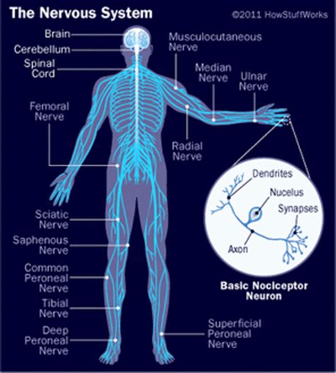 In ms, the immune system attacks the protective sheath (myelin) that covers nerve fibers and causes communication problems between your brain and the rest of your body. Diagram - Nervous System