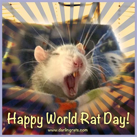 World Rat Day