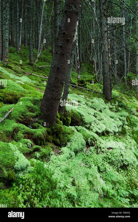 Dense Forest Moss Hi Res Stock Photography And Images Alamy