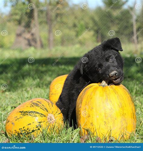 Amazing Black Puppy Of German Shepherd With Pumpkin Stock Image Image
