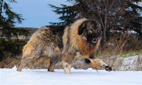 بزرگترین سگ های جهان و بررسی نژاد های مختلف سگ های بزرگ روشتک