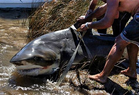 Bull shark bite size facts. She Is the largest Bull Shark ever Caught, | Kevera