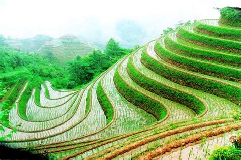Private Longji Rice Terraces Day Tour In Longsheng Guilin Project