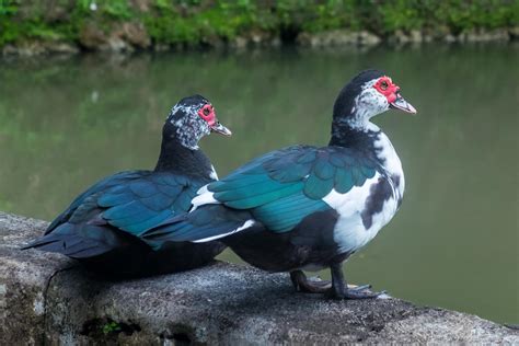 Muscovy Duck Migration What Pearland Residents Should Know