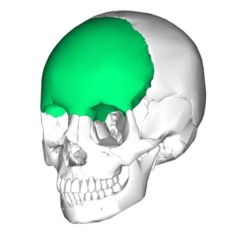 Frontal Bone Wikipedia