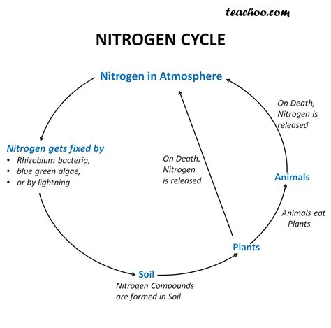 How To Draw Nitrogen Cycle Diagram B
