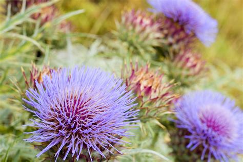 Free Stock Photo 10950 Flowering Blue Thistles Freeimageslive