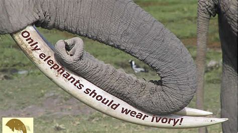 Petition · Coach Austin Help Elephants To Stop Being Killled For Ivory