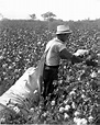 Worker Hand Picking Cotton — Calisphere