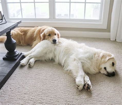 26 Heartwarming Pics Of Golden Retriever Siblings Love Using Each Other
