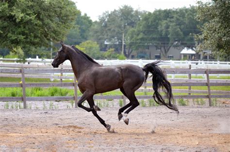 American Saddlebred Horse Breed Profile