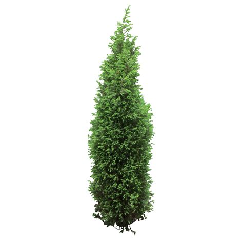 Tree Bush Png Transparent Background Free Download 2842 Freeiconspng