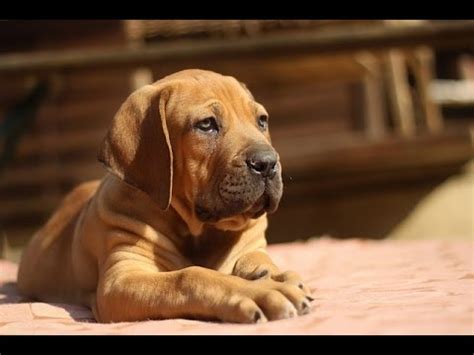 Whether you want to train your dog to sit, walk on a leash, or go to the bathroom outside, udemy has a dog training course to help you train your pup to be more obedient. ***Boerboel Puppy Training Tips Free-Mini Course*** - YouTube