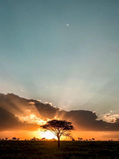 Tanzanian safaris are a significant investment and we want to help you understand the range of options available and the factors that influence the final cost. Tanzania Safari Cost - African Writers Desk