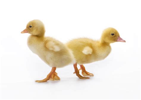 *5 seconds later* we regret to inform you the duck is racist. Shake Your Booty Photograph by Steve White