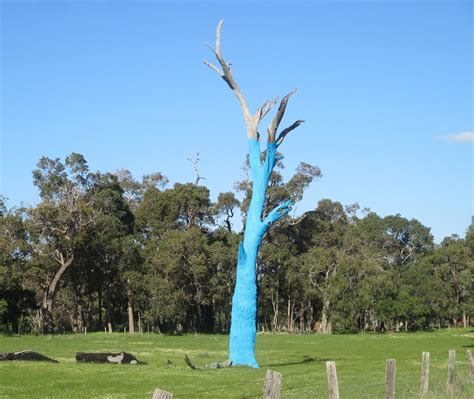 Blue Trees In Western Australia Are Helping Raise Awareness Of Suicide