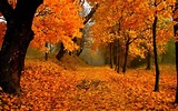 Fall Foliage Wallpapers HD | PixelsTalk.Net