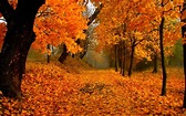 Autumn Foliage Wallpapers - Top Free Autumn Foliage Backgrounds ...