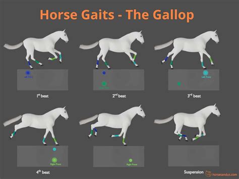 The 4 Basic Horse Gaits Explained Diagrams And Animations
