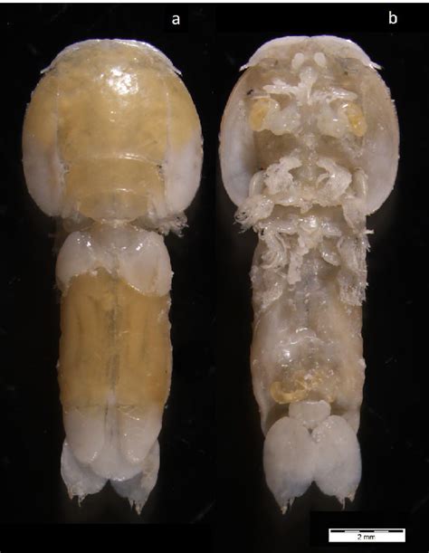 The Parasitic Copepod Demoleus Heptapus Female Dorsal A And Ventral