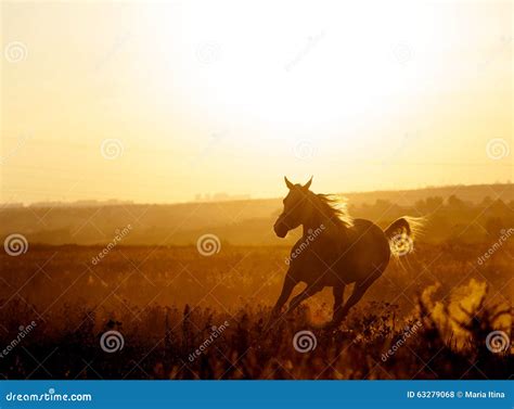 Arabian Horse In Sunset Running Free Stock Photo Image Of Grey