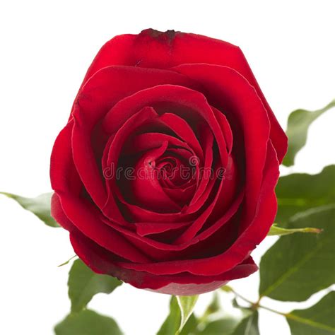 Red Rose Flower Stock Photo Image Of Beautiful Present 87555944