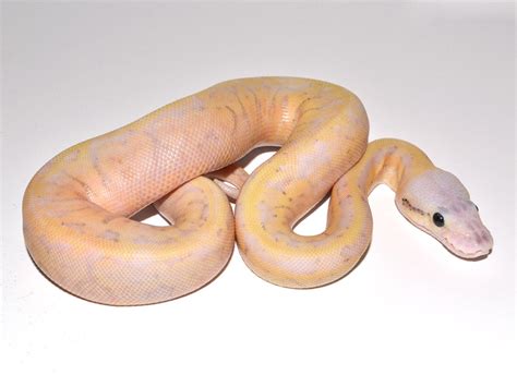 Super Pastel Fire Yellow Belly Pinstripe Morph List World Of Ball Pythons