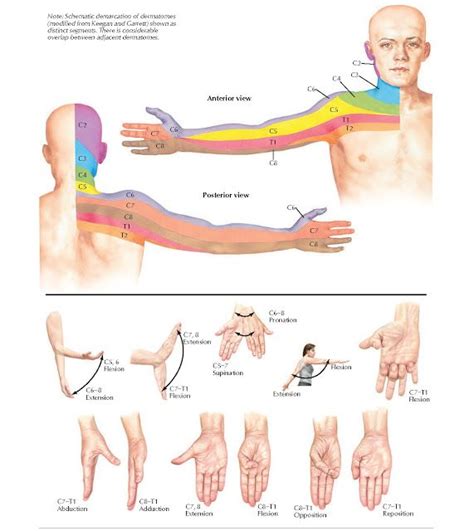 Dermatomes Of Upper Limb And Segmental Nerve Function Anatomy Note