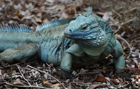 Blue Iguana Cyclura Lewisi Grand Cayman Island April Flickr