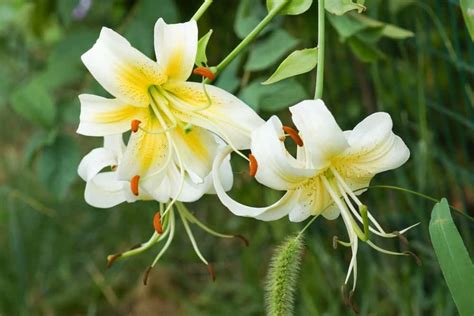 Types of lily flowers images. 40 Different Types of Lilies for Your Garden