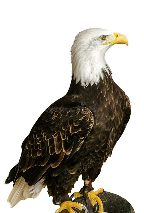 3336 American Background Bald Eagle White Stock Photos Free
