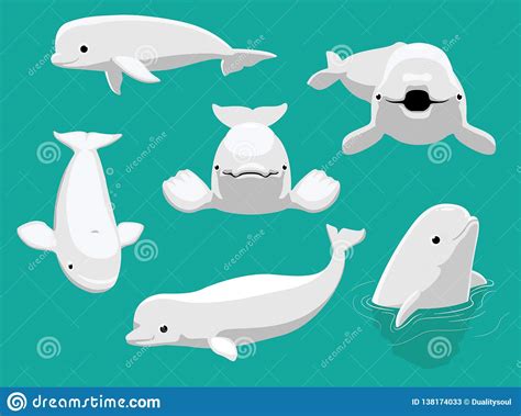 Whale Beluga Various Poses Cartoon Cute Vector Stock Vector
