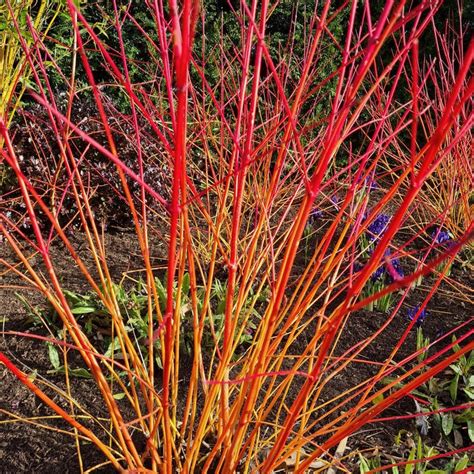 Cornus Sanguinea Annys Winter Orange