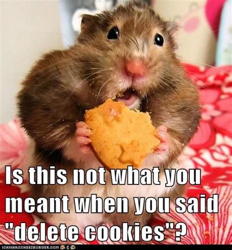 30 Most Funny Hamster Meme Pictures And Photos