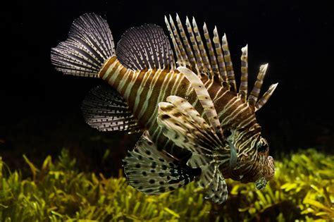 Free Images Wing Animal Underwater Fish Fauna