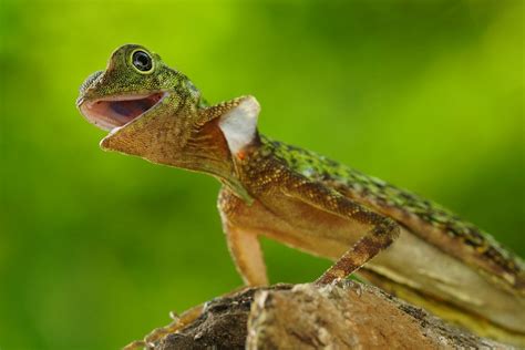 Flying Lizard The Flying Lizard Of Malaysia Malaysia Rainforest