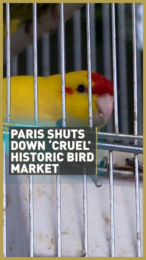 Paris To Close Cruel And Unacceptable Live Bird Market Cgtn