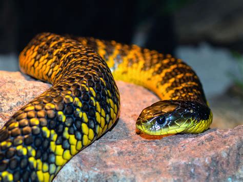 Ancestors Of Australias Most Poisonous Snakes Arrived By Sea •