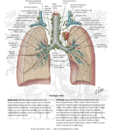 Lymph Vessels And Nodes Of Lung Routes Of Lymphatic Drainage Of Lungs