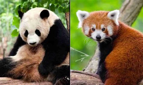 The 8 Similarities Of Giant Pandas And Red Pandas Explained