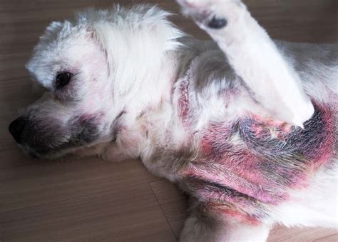 Pictures Of Skin Infection In Dogs