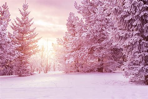 23500 Winter Landscape Pink Stock Photos Pictures And Royalty Free