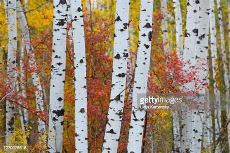 Abstract Aspen Photos And Premium High Res Pictures Getty Images