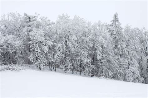 Snow Covered Forest Free Stock Photo Public Domain Pictures